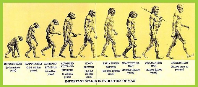Название стадий человека. Эволюция человека хомосапиенс. Схема эволюции человека хомо. Эволюция человека до хомо сапиенс. Этапы эволюции хомо сапиенс.